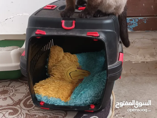 قطوسه للبيع اقرأ الوصف