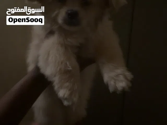 Maltees مالتيز