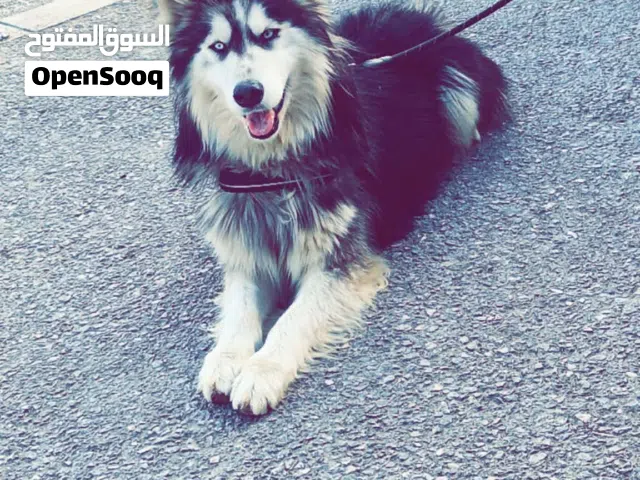 #للبيع الي جاد فقط يتواصل