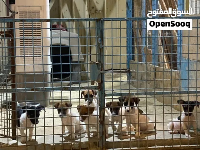 للبيع جراء جاك رسل شرط الصحه