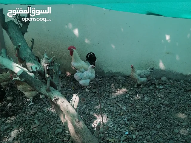 دجاج عماني