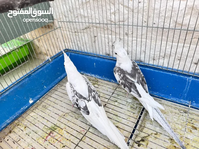 جوز كوكتيل منتج