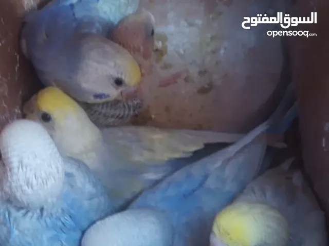 كوبية تحتها 5