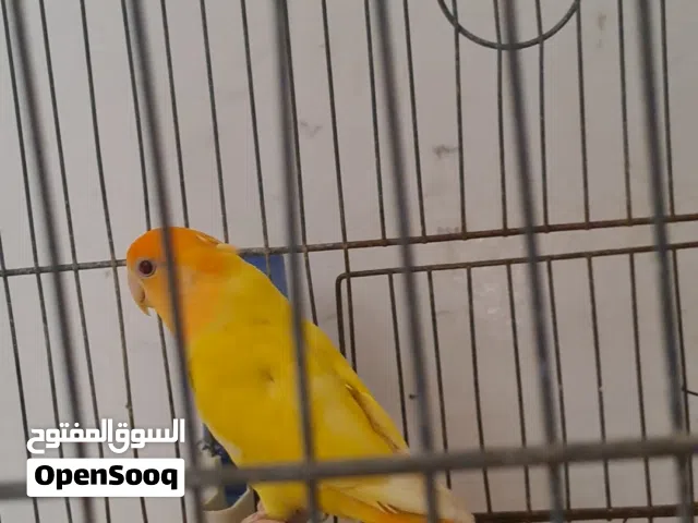 أنتايه اورنج