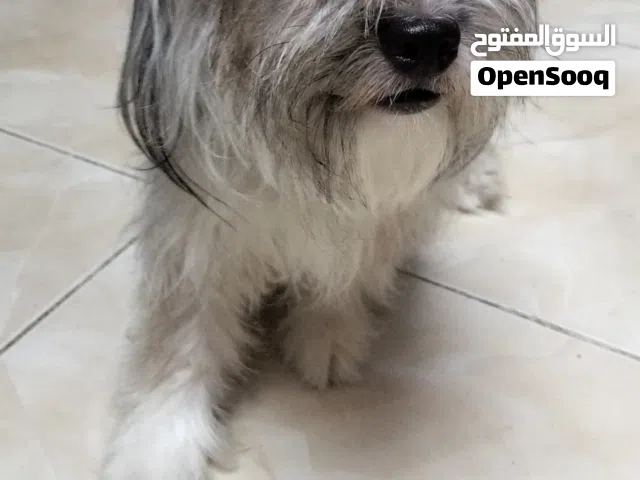كلبه جريفون المانى