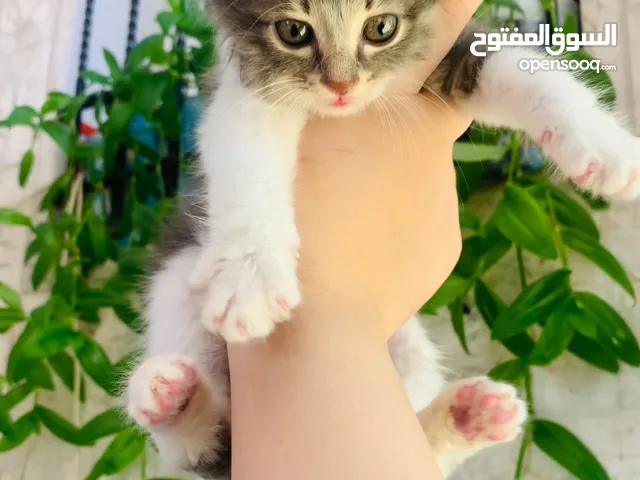 قطة صغيرة للبيع ( عمر شهرين تقريباً )