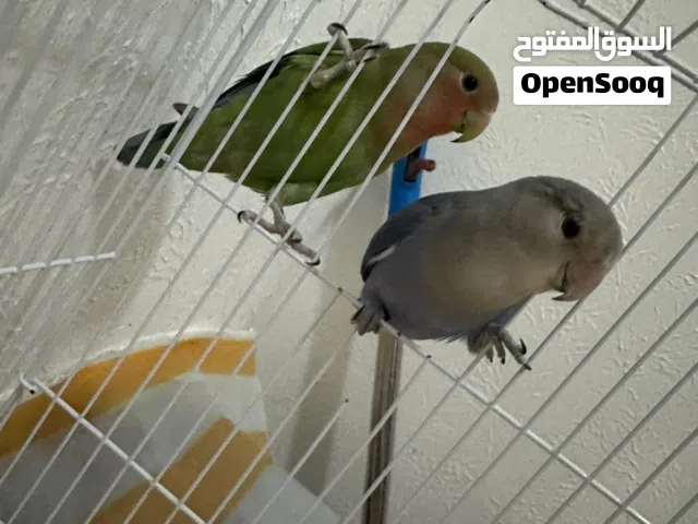 زوج روز للبيع الليفات