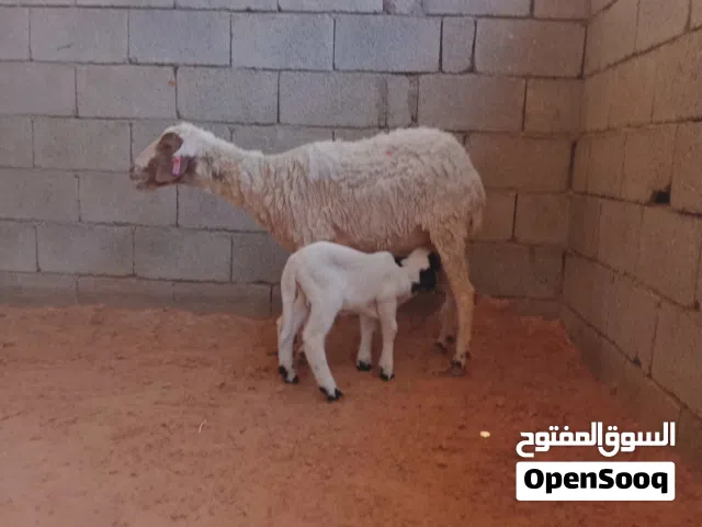نعجة والده خروف وسليمه العيوب...