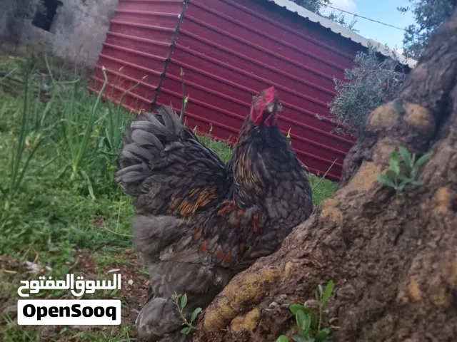 ديوك براهما