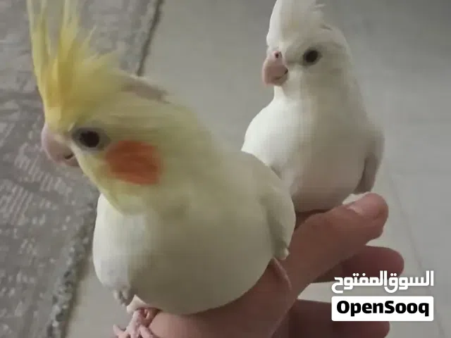 cockateil parrot pair
