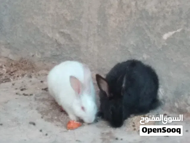 أرانب دكر ونتايه