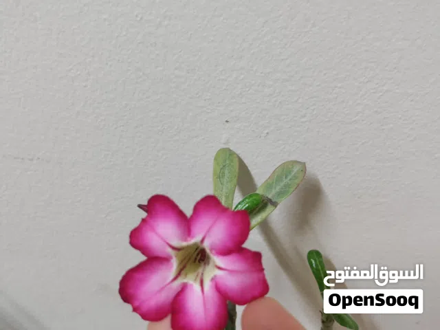 نبتة وردة الصحراء (Adenium) مزهرة للبيع