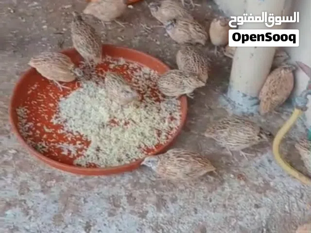فري إيطالي سوبر جامبو