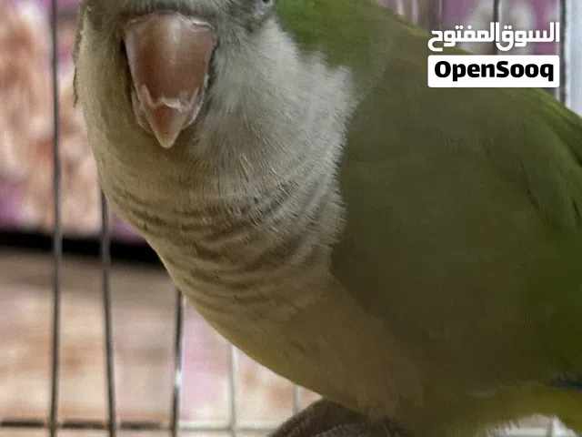 للبيع ببغاء كويكر الراهب اليف وما يعض ويقبل المسح وياكل من اليد قابل للتفاوض