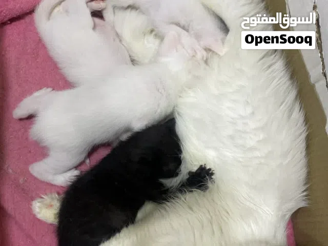 سلام عليكم بزون وياة 4 جهال