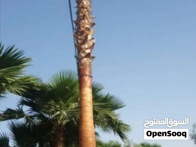 نخيل وشجار
