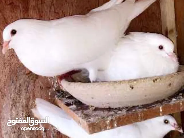حمام فرنسي للبيع
