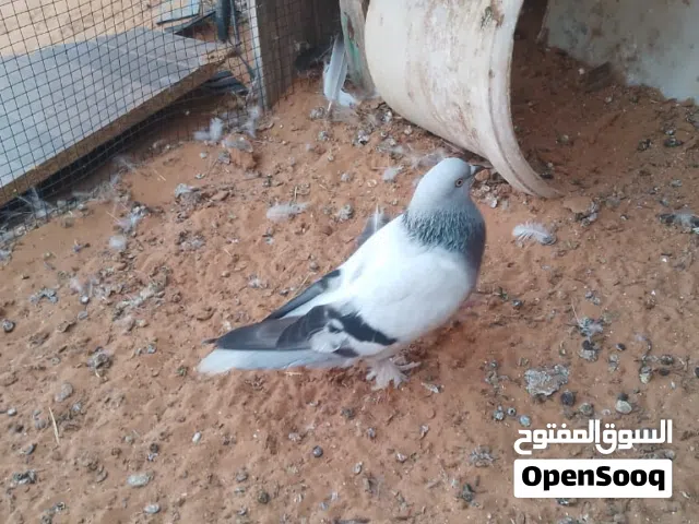 موجود دكر تاكلا قلاب عادي
