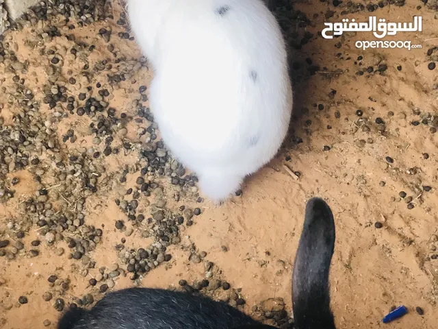 كوبيا ارانب المانيات للبيع 260وساهل