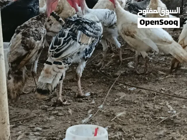 دجاج راومي للبيع