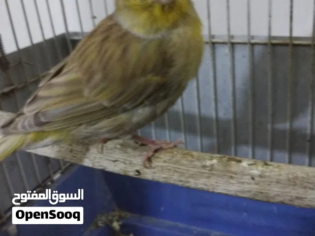 زوج كناري منتجات فحل فول تغريد والنثيه منتجه مثل مواضح بالصور