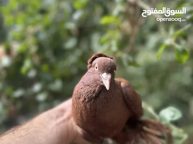 راعب احمر خط اول