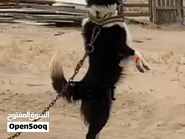 متوفر كلاب العربيه للحلال دم صافي