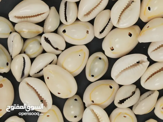 2 hole seashells for jewlery makingseashells for crafting with double holes