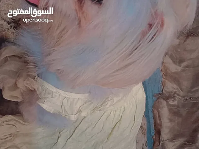 كلاب بيت لبيع مدربات ع الحمام