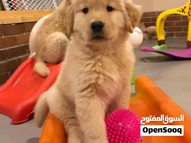 Labrador Retriever Puppy