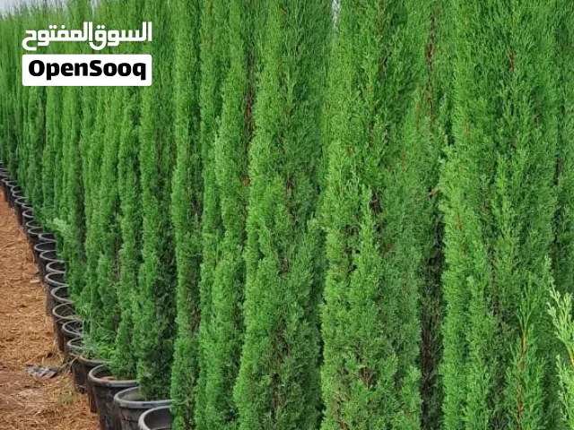 افضل انواع الأشجار السرو باقل الاسعار بالمملكه سعر تحدي عل مستوى المملكه مشاتل البخيت الأقل سعر....