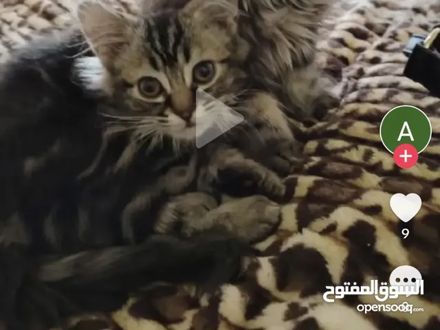 Cats for adoption urgent