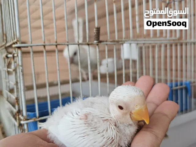 فرخ بركديلو البينو لترويض