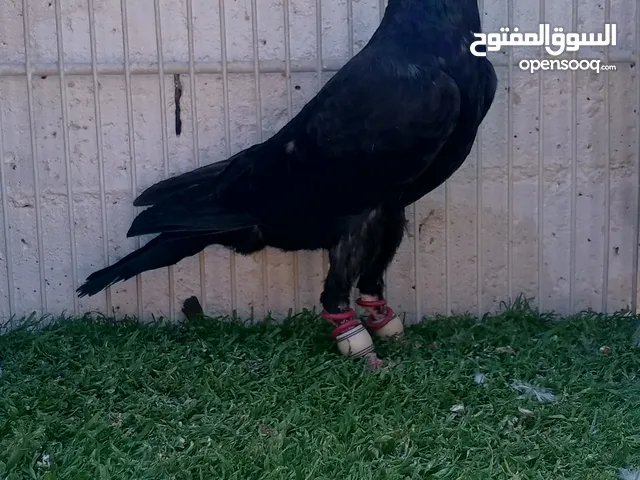 متاح بندوق اسود بندوق احمر شفر احمر
