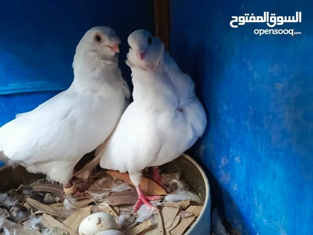 جواز للبيع