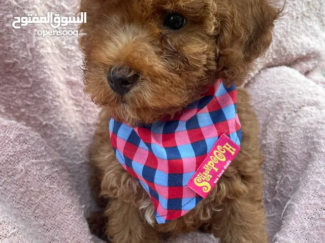 Toy Poodle puppies PREMIUM