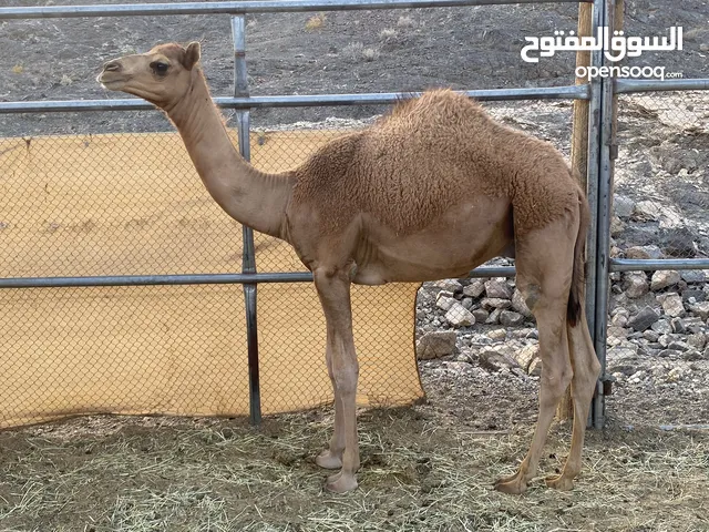 البيع جعود