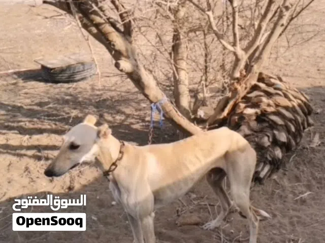 كلب سلق للبيع