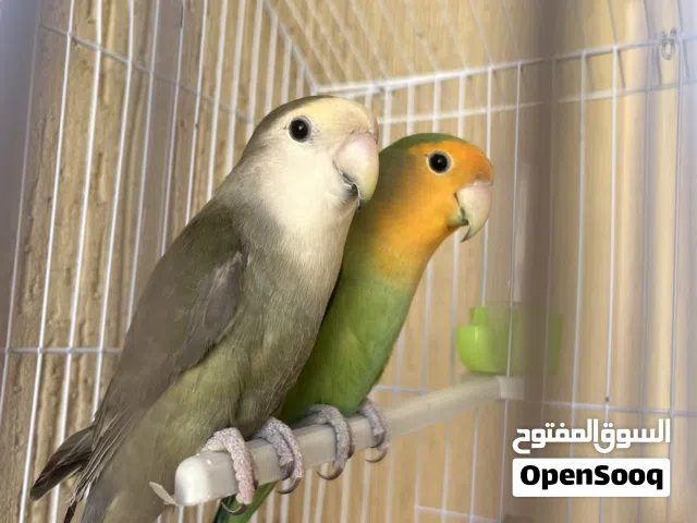 اقرأ وصف ربي يبارك