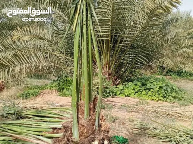 يوجد لدينا جميع أنواع النخيل