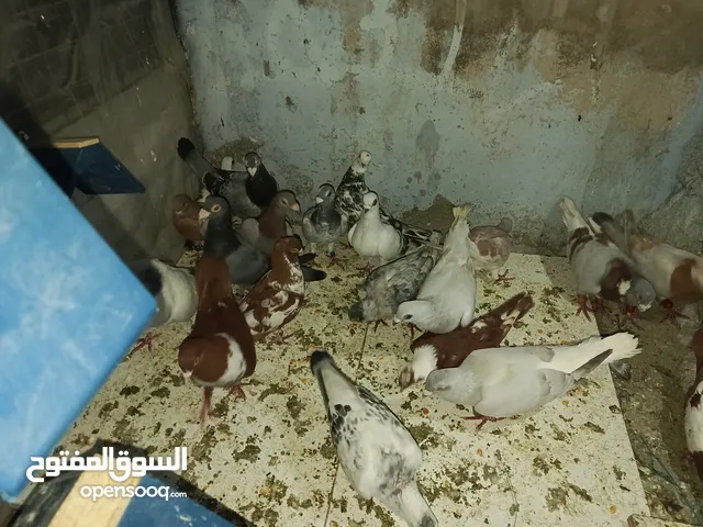 حمام للبيع