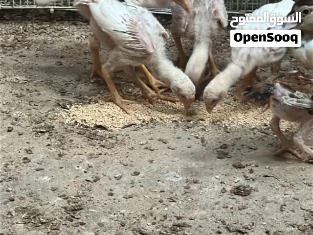 للبيع طيور تربيه متنوعه