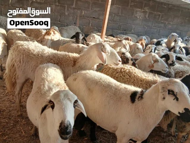 جعد سعوديات