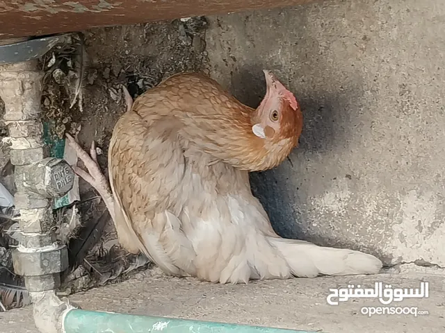 دجاجة بياضة وديج عرب