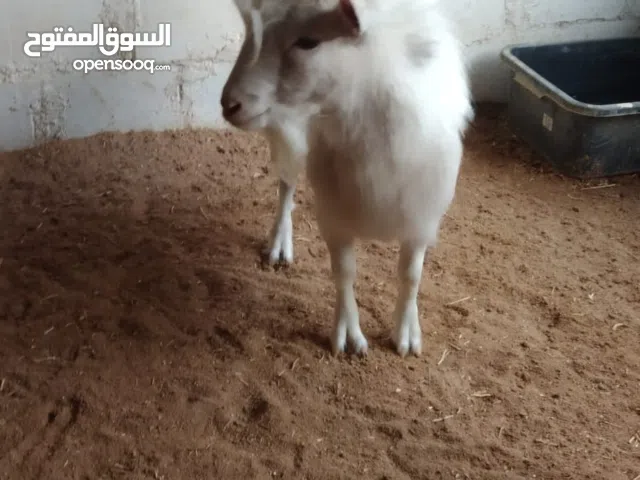 للبيع تيوس قزم تشيكي