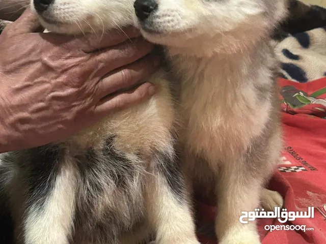 هاسكي سيبرين