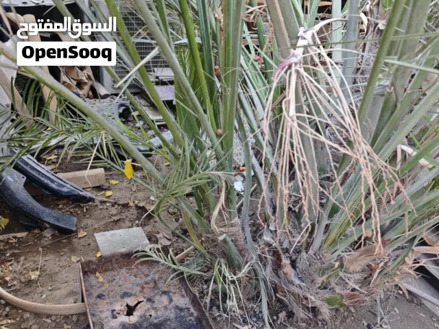 فسيلة نخيل صنف مجهول كبيره الحجم ( المجهول عباره عن برحي هجين )