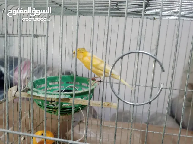 جوز كنارات جزري للبيع
