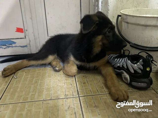 كلب جيرمًا