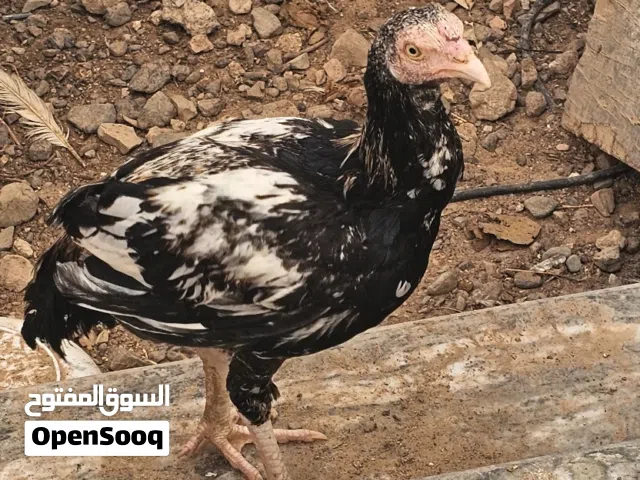 ديك باكستاني للبيع